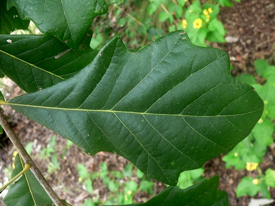 {Quercus bicolor}